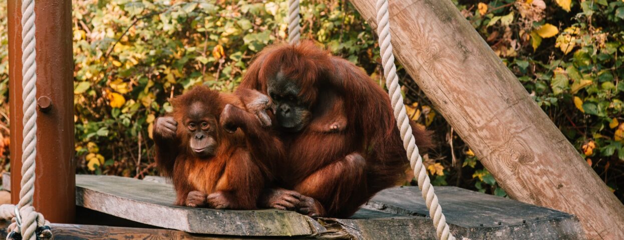 durrell-wildlife-conservation-trust