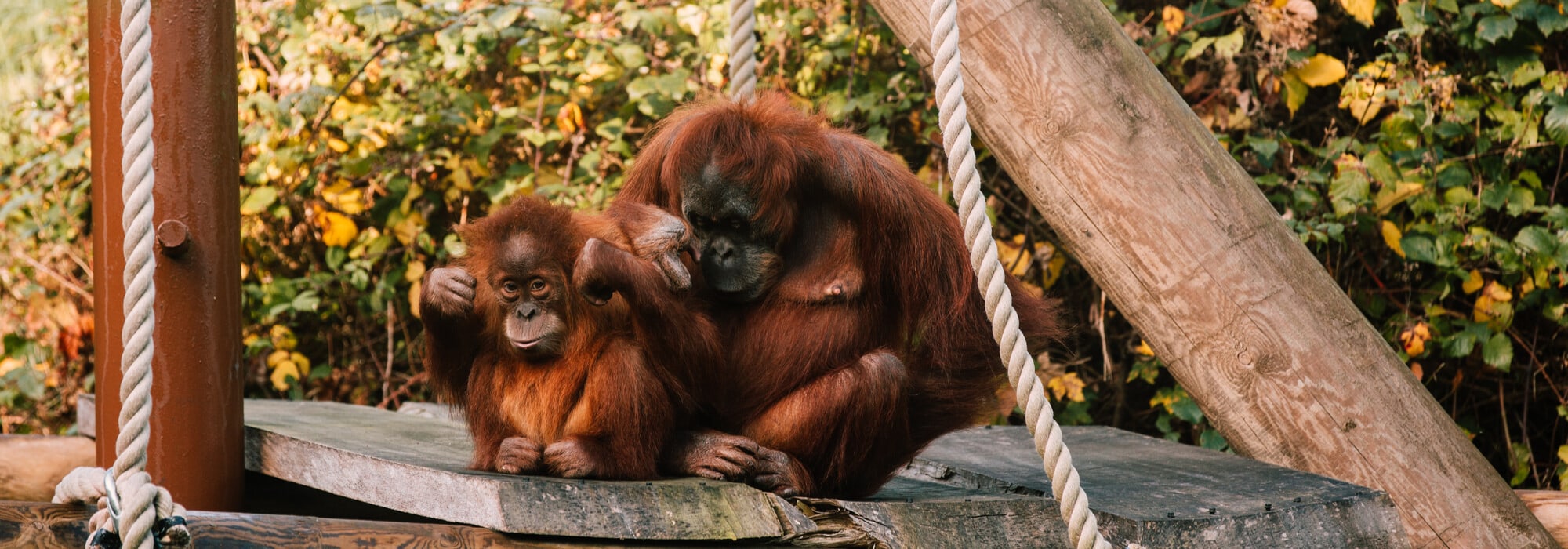 durrell-wildlife-conservation-trust