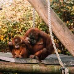 durrell-wildlife-conservation-trust