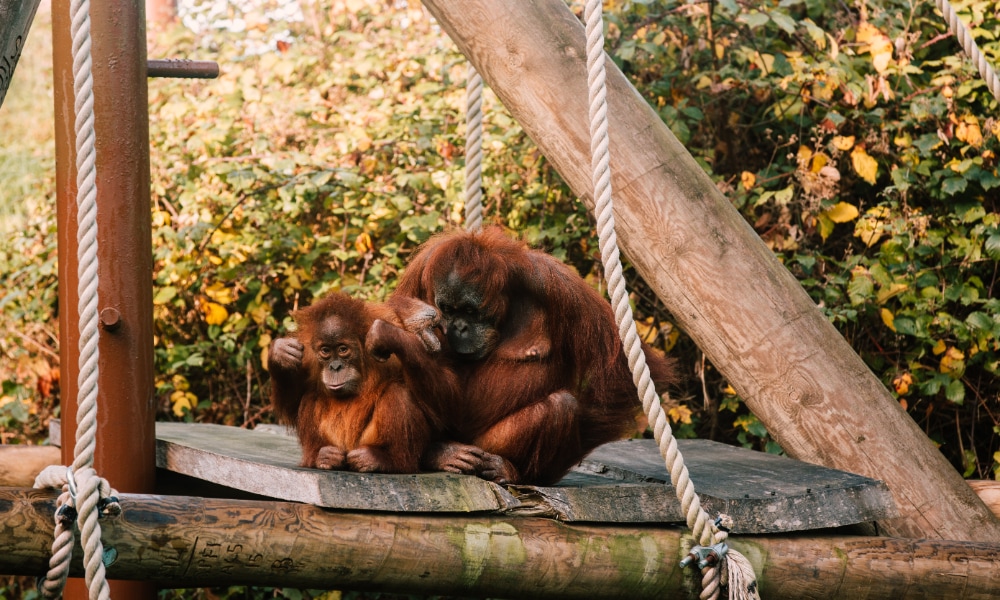 Durrell Wildlife Conservation Trust