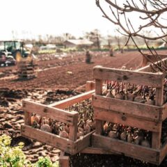 local-produce-jersey-royal-potatoes